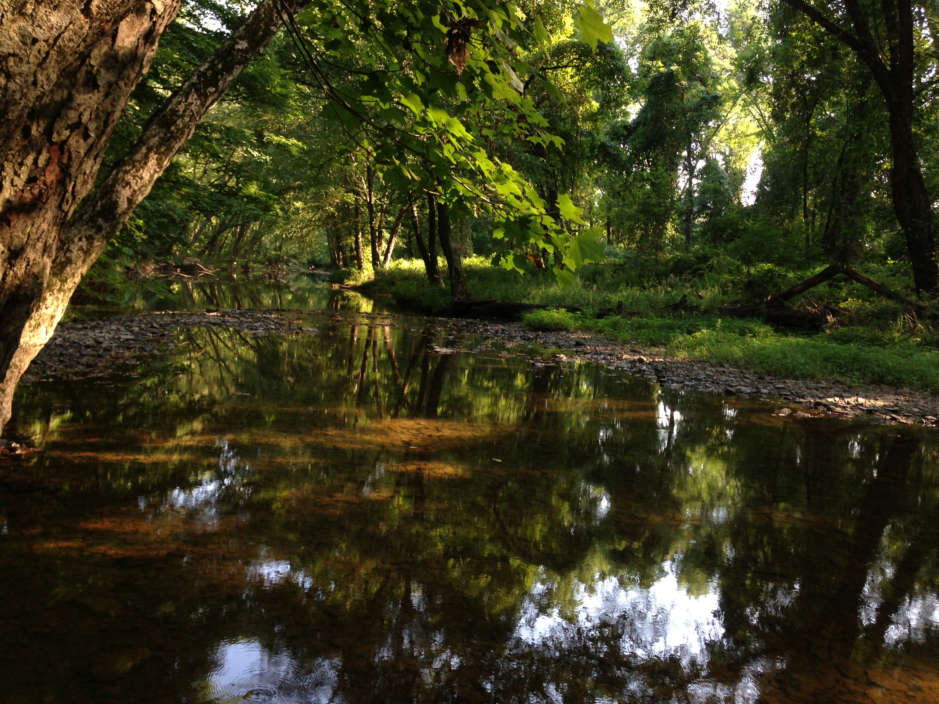 2014-08-27_16_56_52_View_down_the_Stony_Brook_from_the_Stony_Brook_Trail_in_the_Stony_Brook-Millstone_Watershed_Association,_New_Jersey