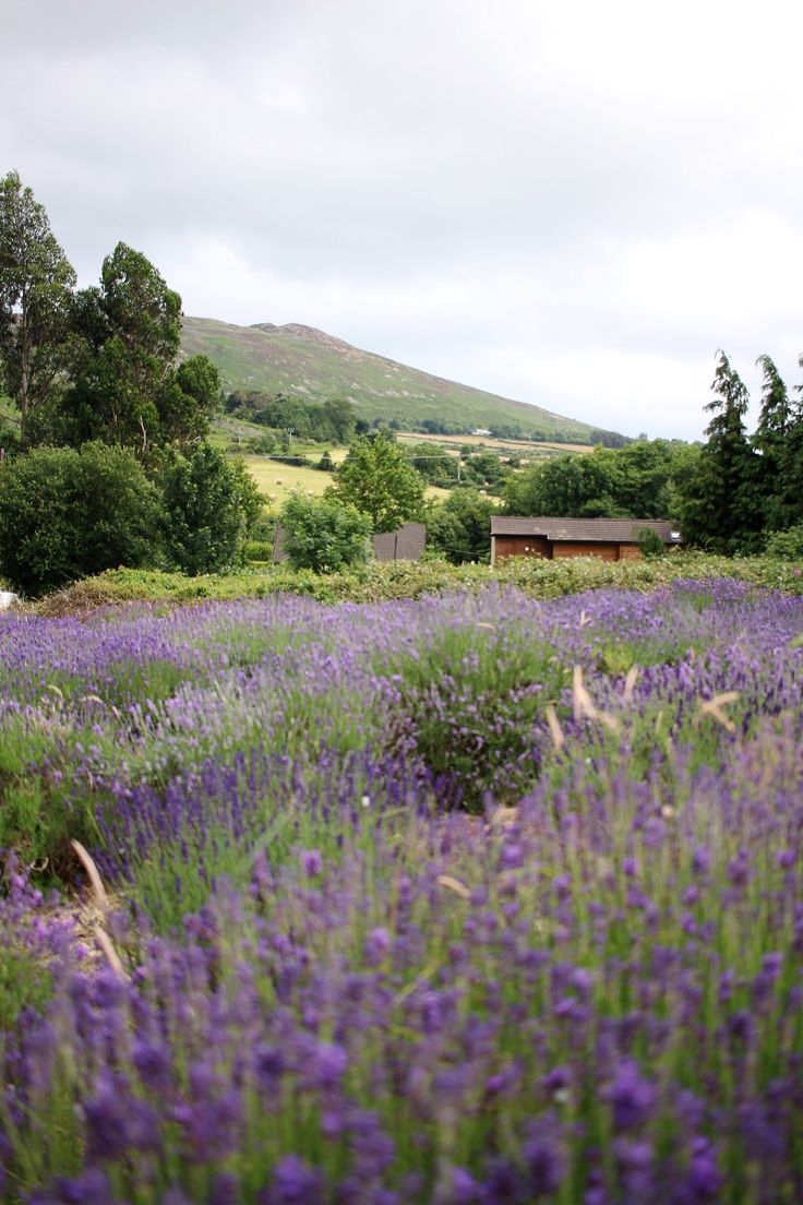 bdefde61790304571634224599f0da79--beautiful-images-a-beautiful