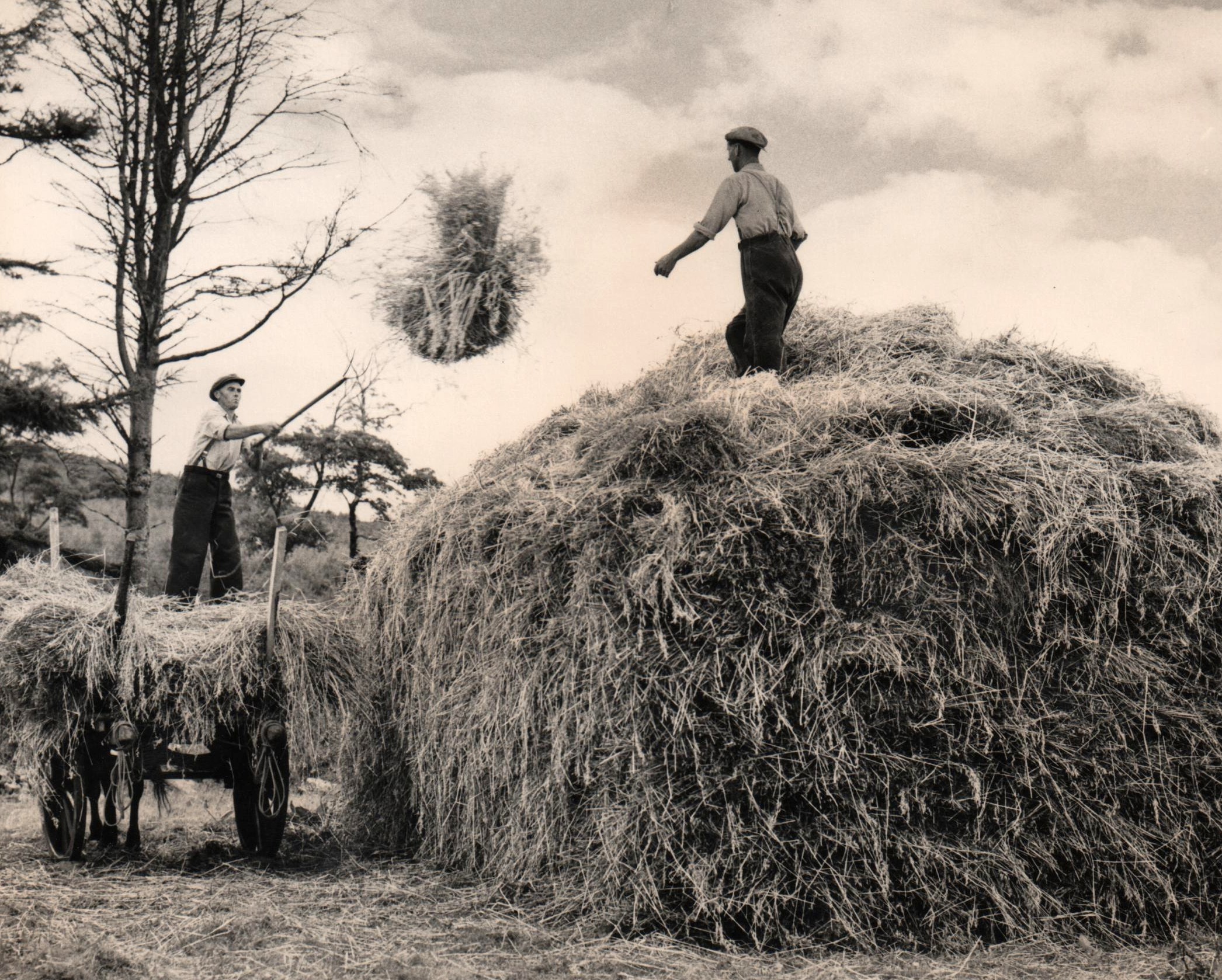 haymaking