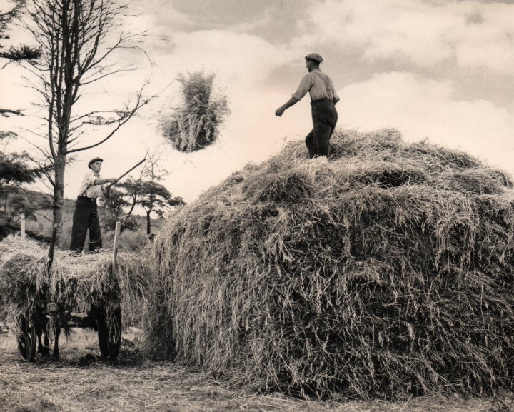 haymaking