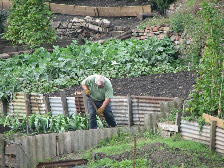 Allotment-2
